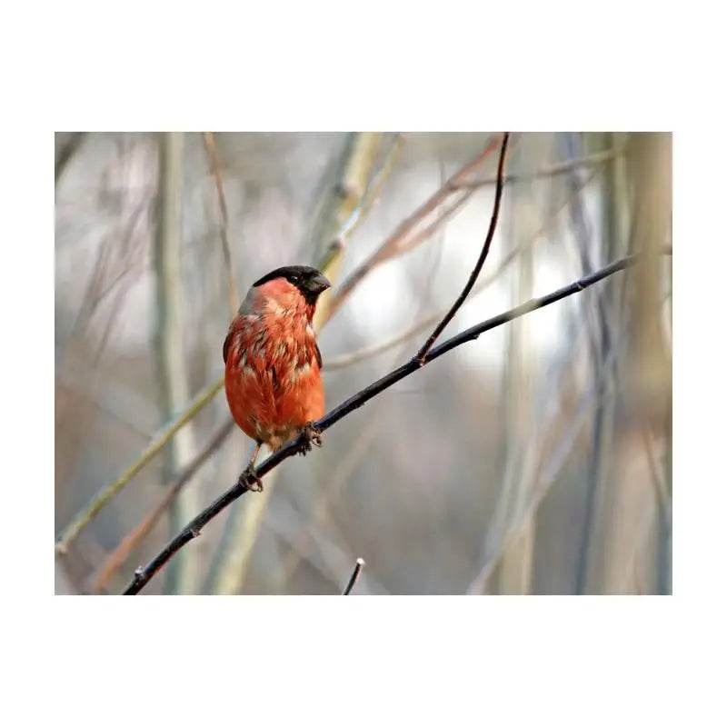 Papier Peint Animaux - Bouvreuil  Ethnique déco