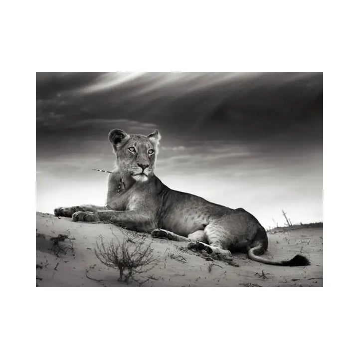 Papier Peint Animaux - Lionne Sauvage  Ethnique déco