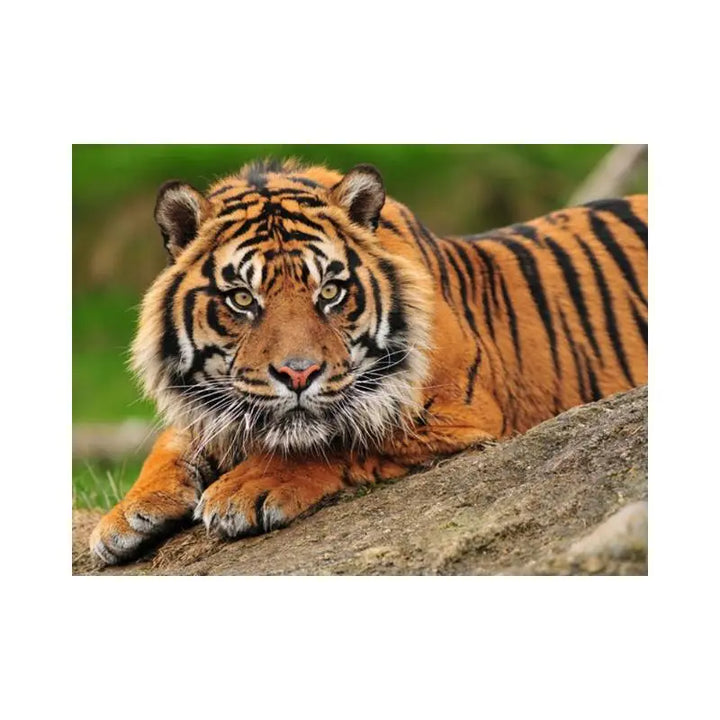 Papier Peint Animaux - Tigre de Sumatra  Ethnique déco