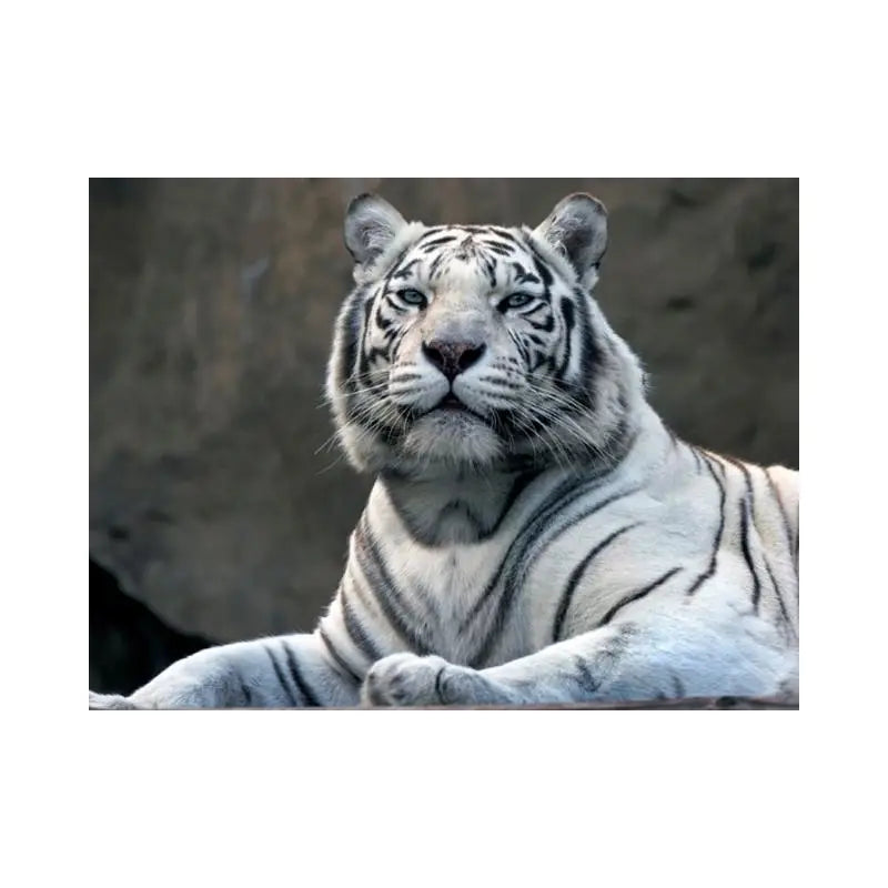 Papier Peint Animaux - Tigre du Bengale  Ethnique déco